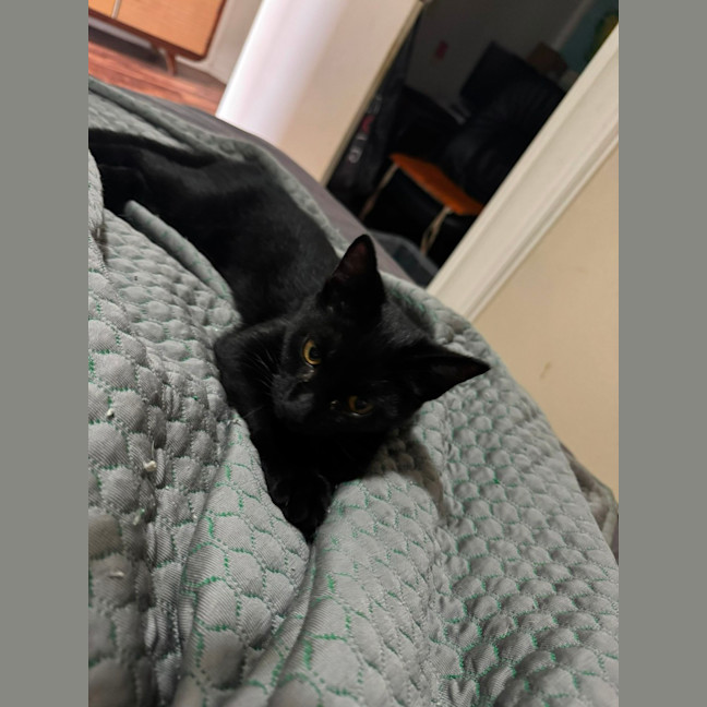 Photo of Dexter