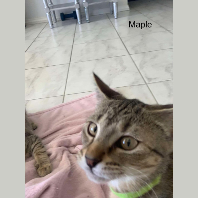 Photo of Maple 
