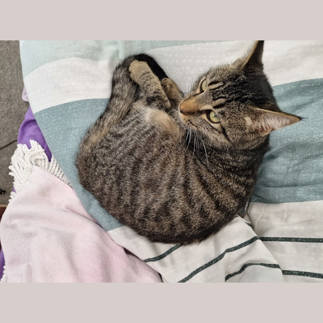 Photo of Buddy (Stripes) 