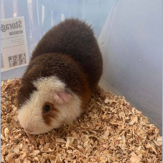 Photo of Bob