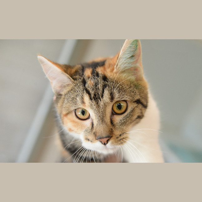 Photo of Mochi