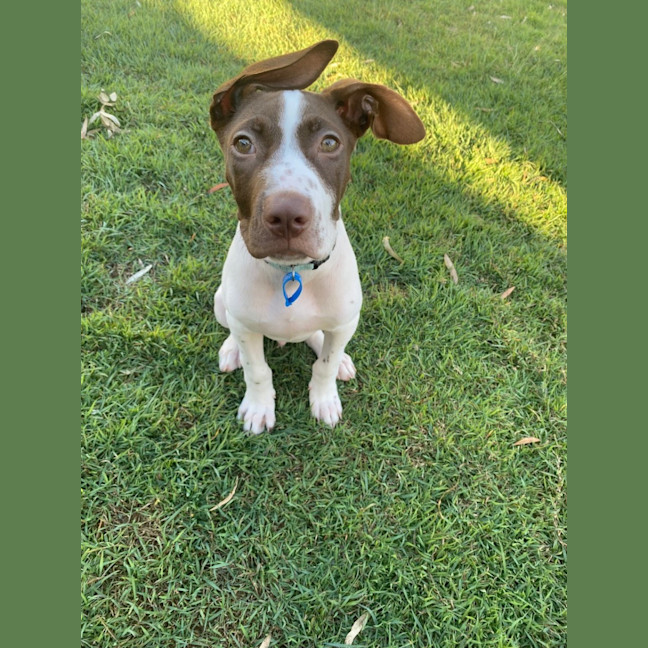 Photo of Wyatt
