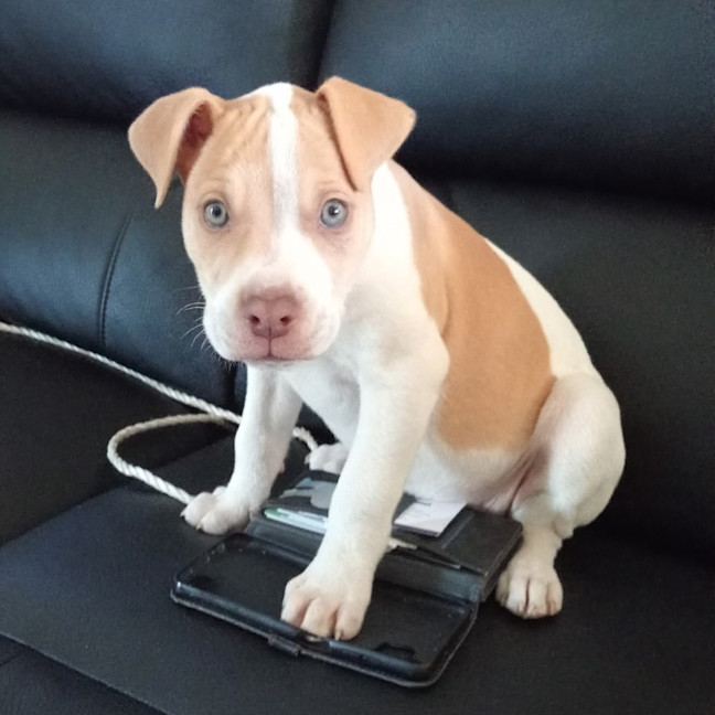 Photo of Gypsy