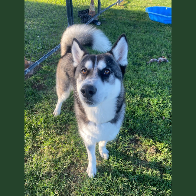 Photo of Bear