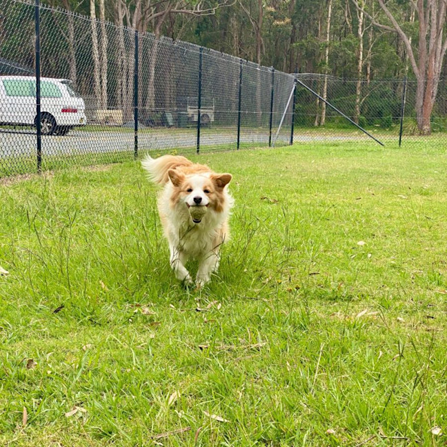 Photo of Ollie The Collie