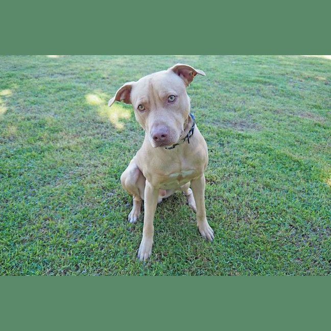 Photo of Scrappy