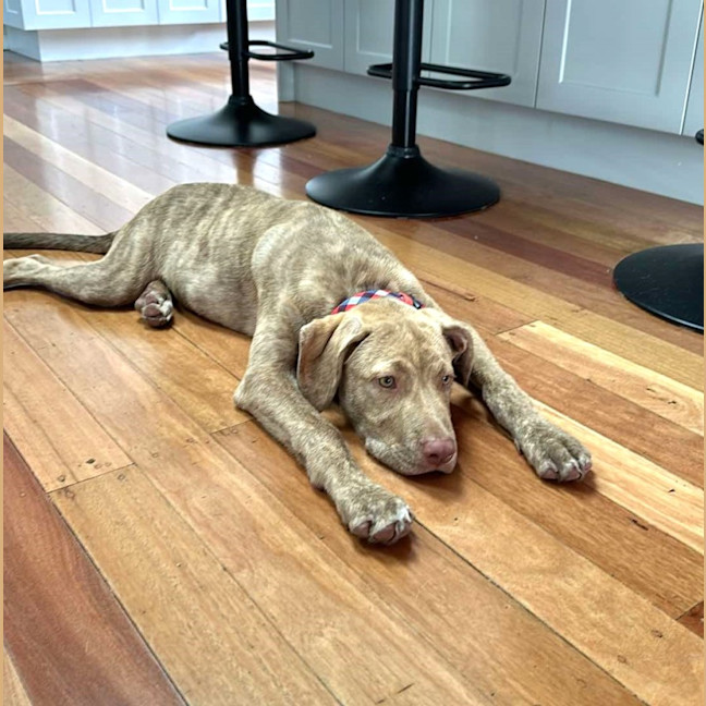 Photo of Teddy