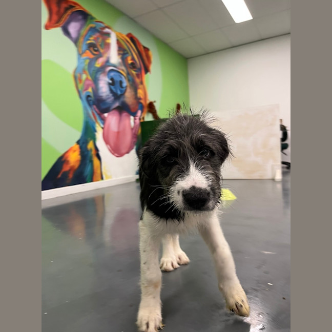 Photo of Daphne