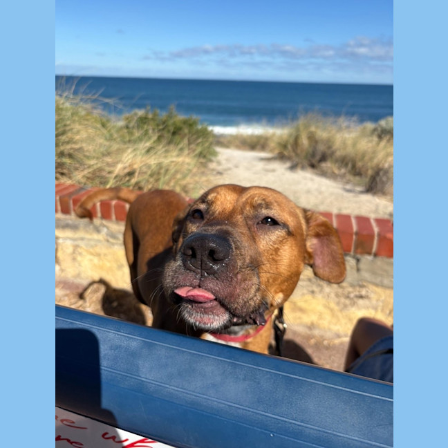 Photo of Shylo