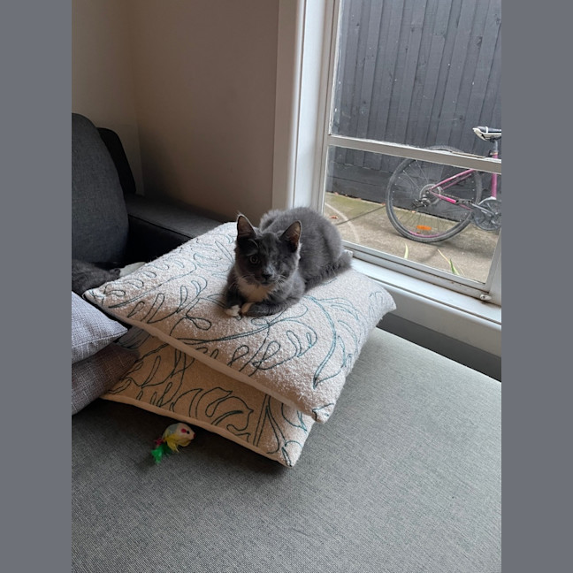 Photo of Tank ( Was Leela )