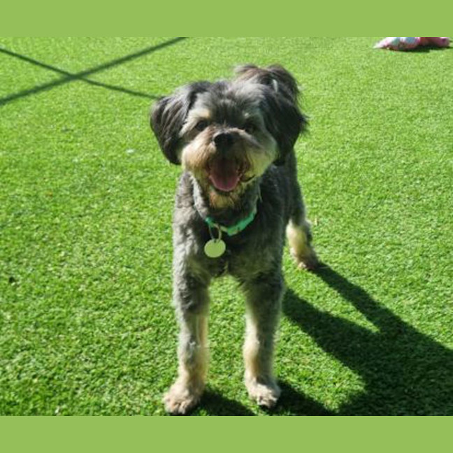 Photo of Gizmo