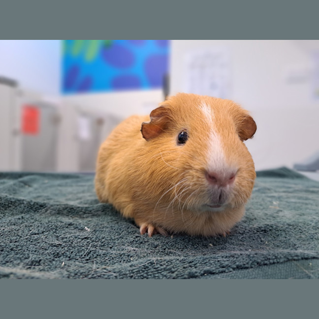 Photo of Derek (Bonded To Dougie)