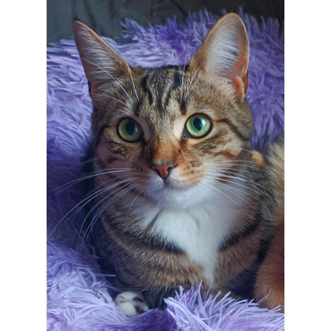 Photo of 10667   Pippa