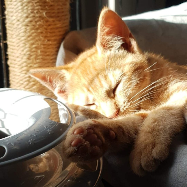 Photo of Dora The Explorer