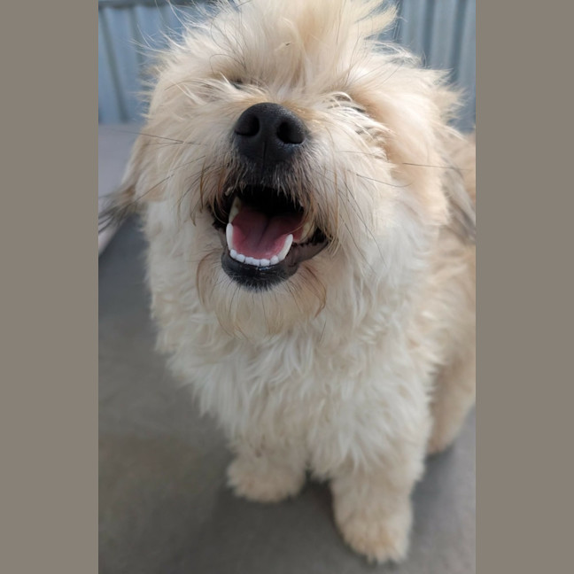 Photo of Houdini