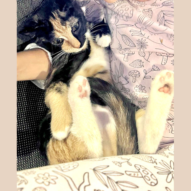 Photo of Clementine 🍊