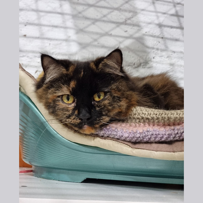 Photo of Clover