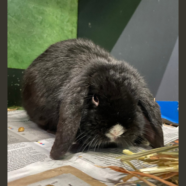 Photo of Onyx