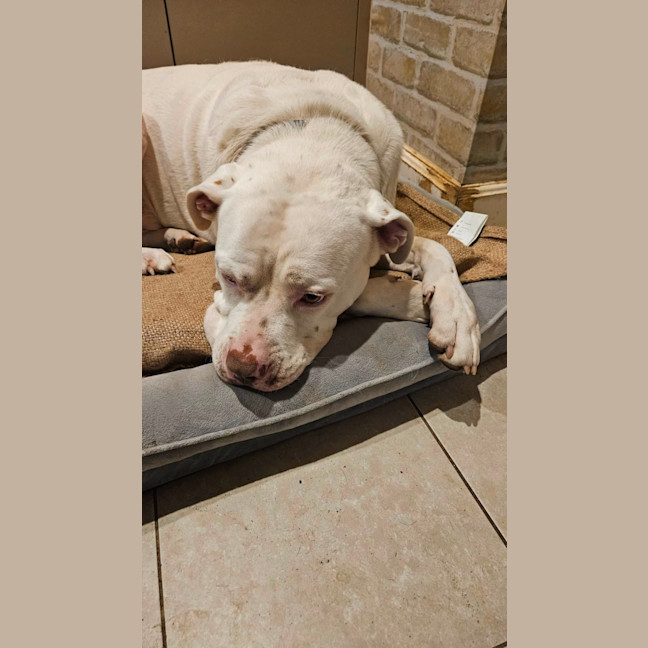 Photo of Tank 
