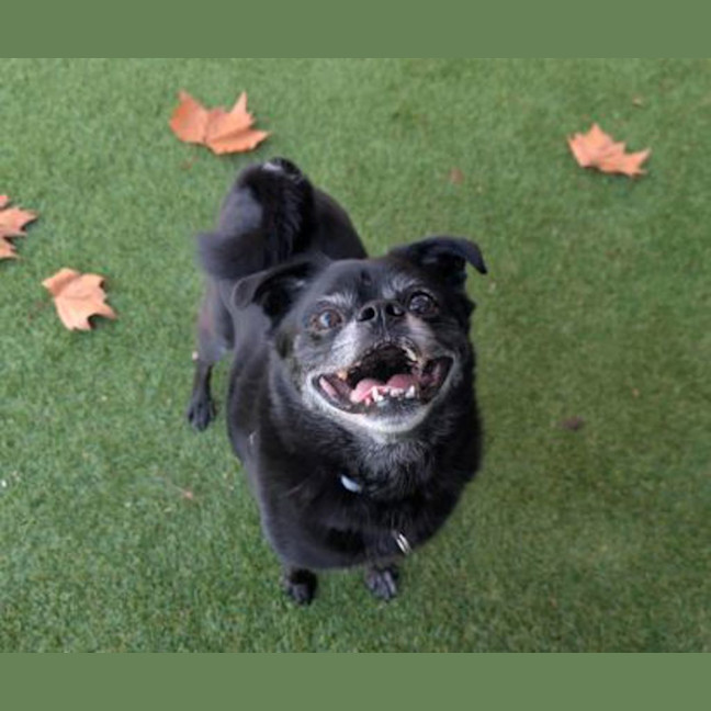 Photo of Cosmo