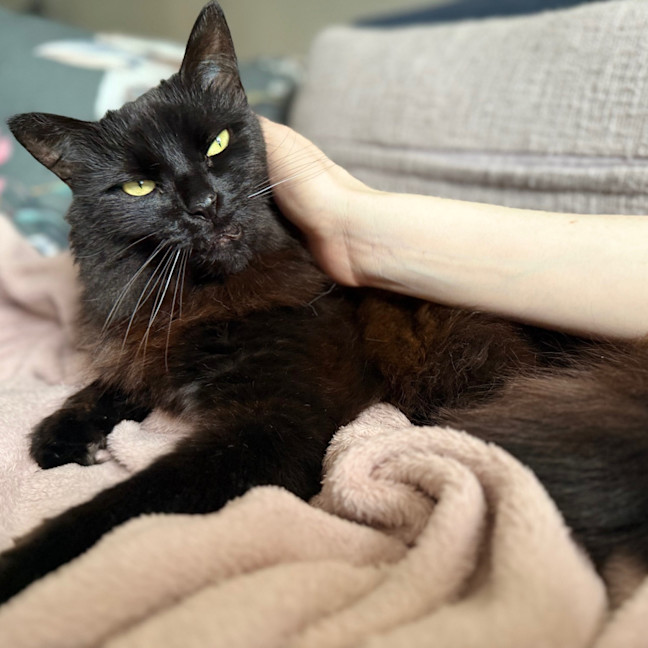 Photo of Kiki   In Foster In Preston