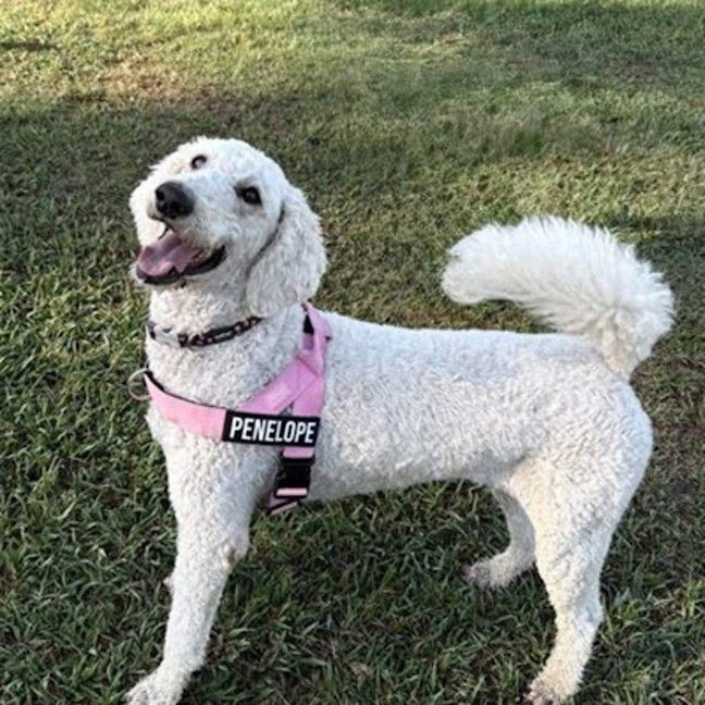 Photo of Penelope