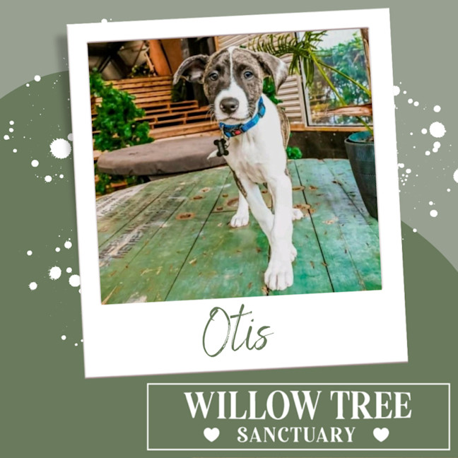 Photo of Otis