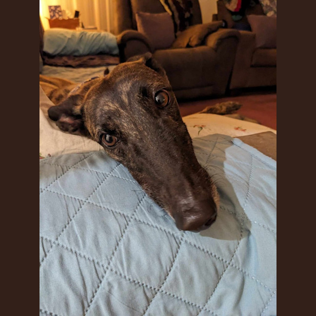Photo of Jules, The Greyhound