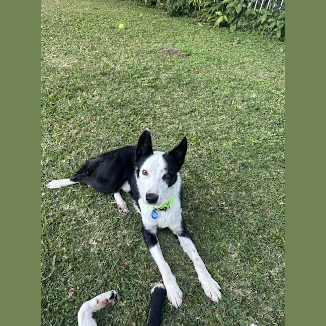 Photo of Tobi *$350 Adoption Fee* 