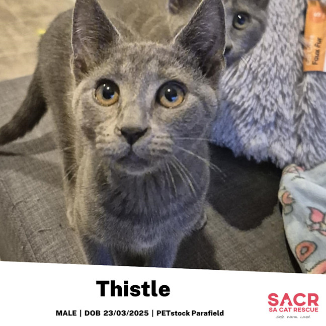 Photo of Thistle