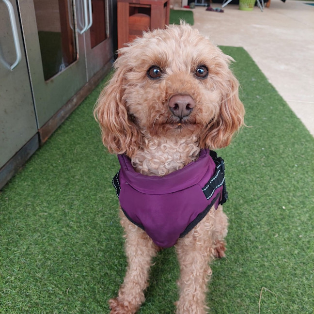 Photo of Buddy