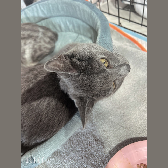 Photo of Pebbles 