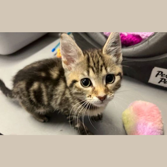 Photo of Pepper