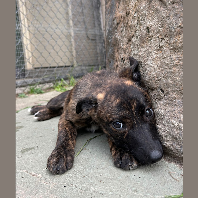 Photo of Pikelet (Aphrodite)