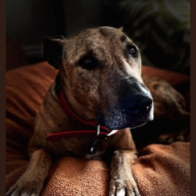 Photo of Trigger