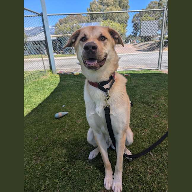 Photo of Gypsy