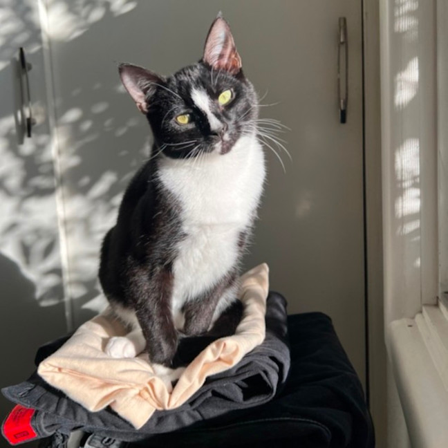 Photo of The Dread Pirate Roberts (Aka Westley)