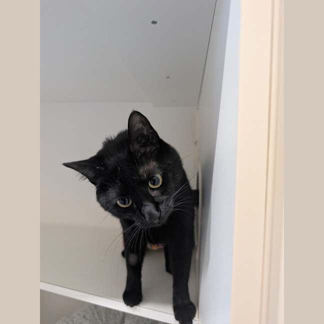 Photo of Willow 