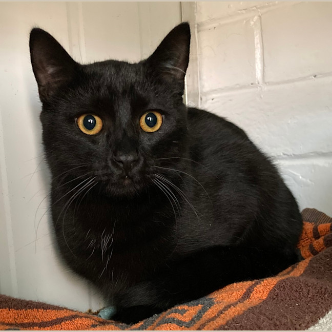 Photo of Salem
