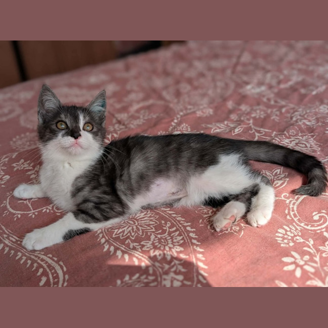 Photo of Scarlett 