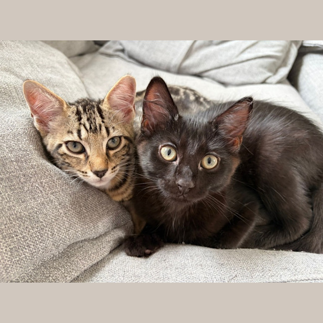 Photo of Jiji