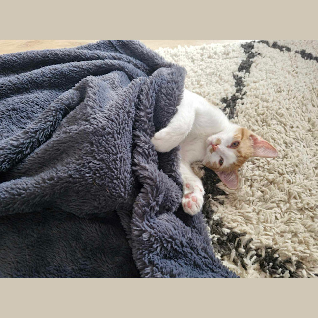 Photo of Elmo