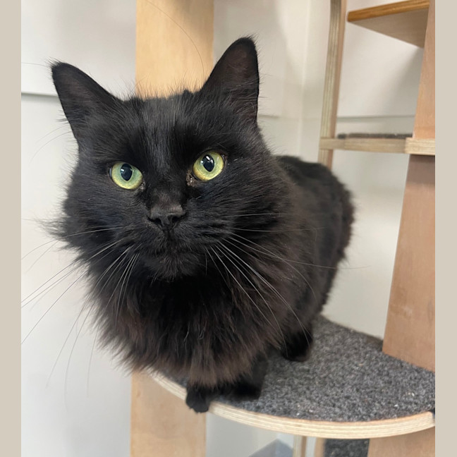 Photo of Bella( Bonded To Cleo)