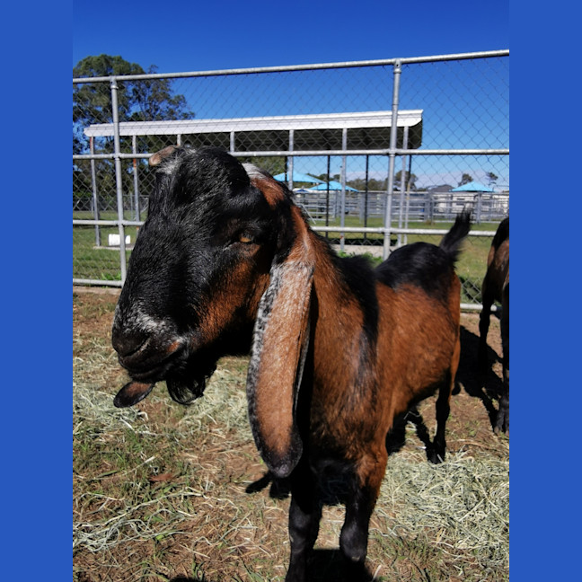 Photo of Choccy
