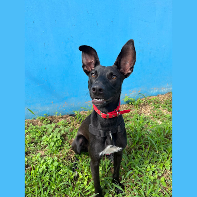 Photo of Lucky 