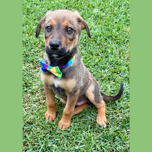 Photo of Ace   10 Week Old German Shepherd X