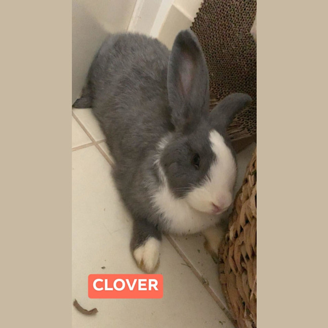 Photo of Clover & Connie