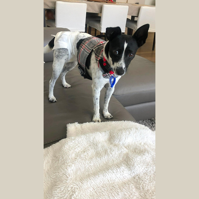 Photo of Bindi   5 Year Old Fox Terrier