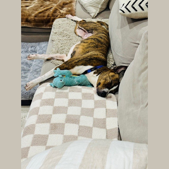 Photo of Dodge