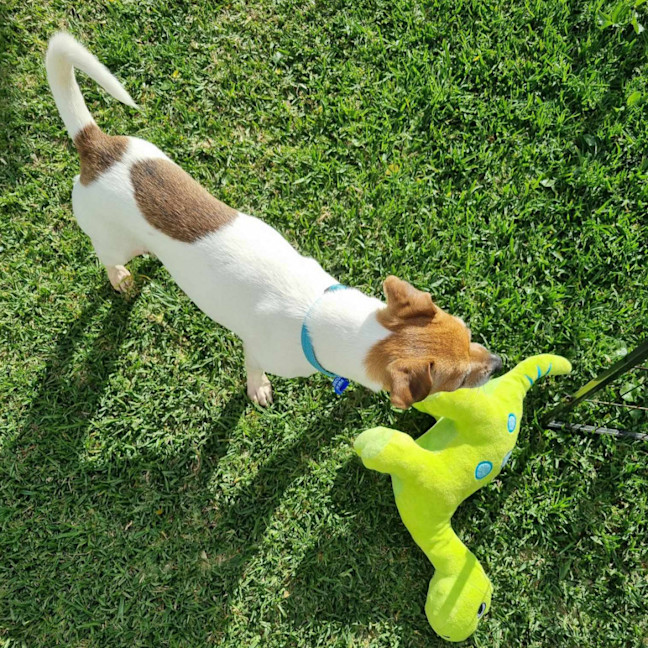 Photo of Jesse 💝5yo Jack Russell Terrier(on Trial 26/8/24)